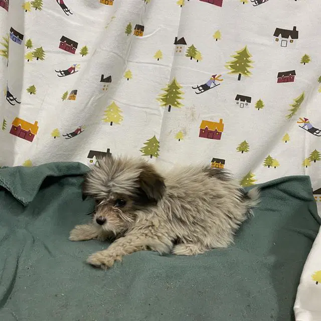 Unknown - Poodle (Toy)