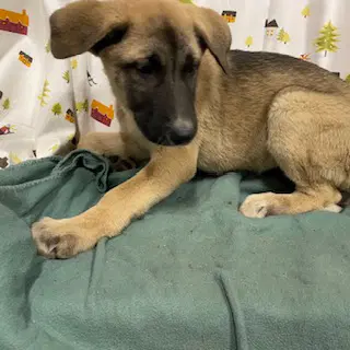 Unknown - German Shepherd Dog