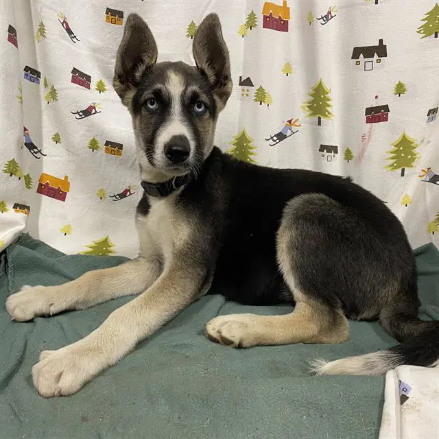 Unknown - German Shepherd Dog