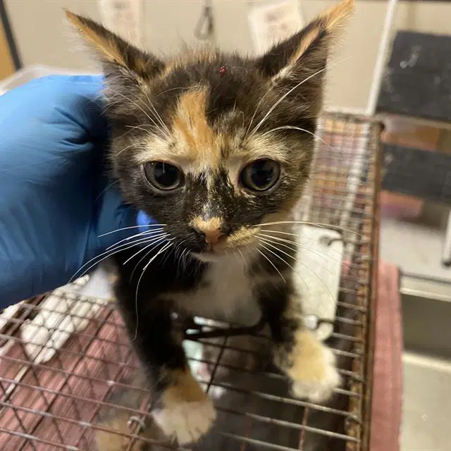 Unknown - Domestic Short Hair