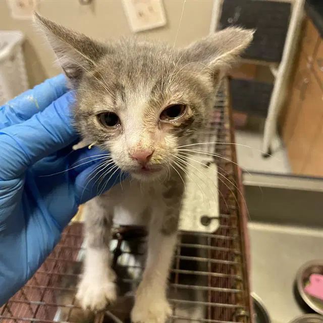 Unknown - Domestic Short Hair