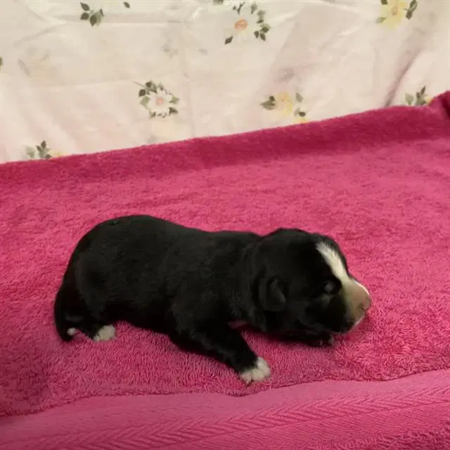 Unknown - Pit Bull Terrier
