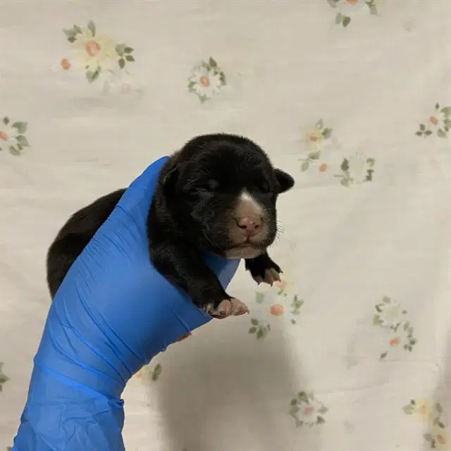 Unknown - Pit Bull Terrier