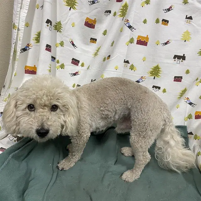 Unknown - Poodle (Miniature)