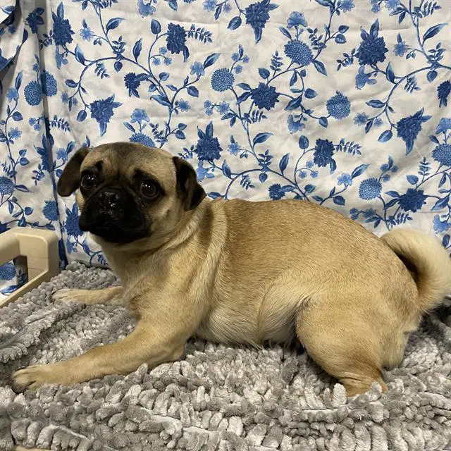 Unknown - Pug