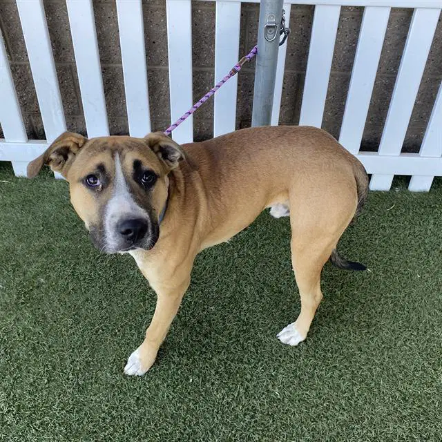 Unknown - Pit Bull Terrier