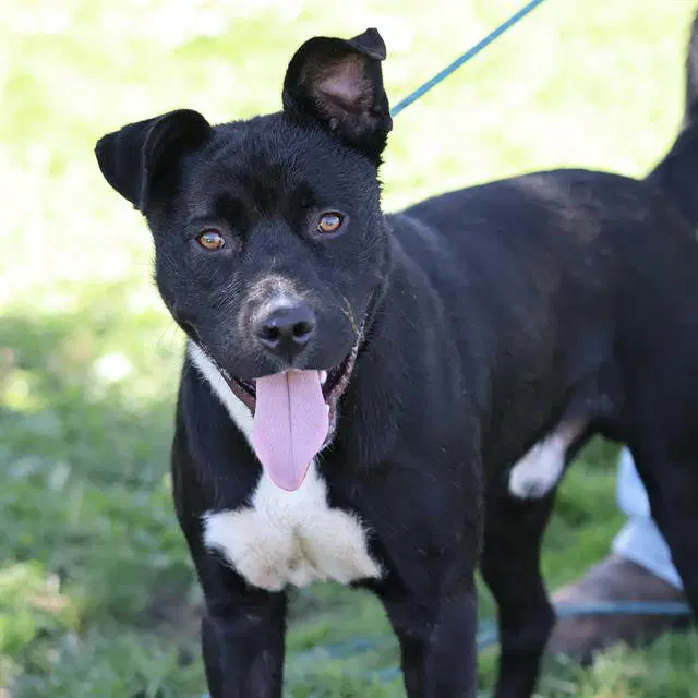 Dino - Pit Bull Terrier