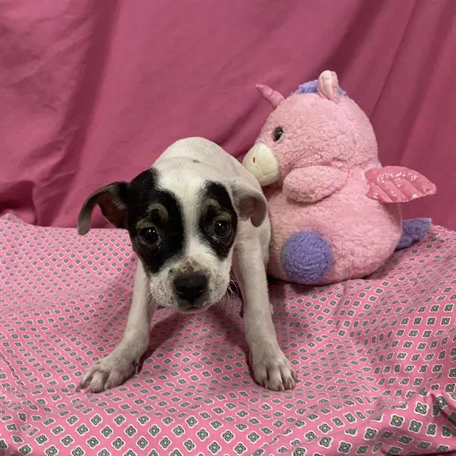 Unknown - Staffordshire Bull Terrier