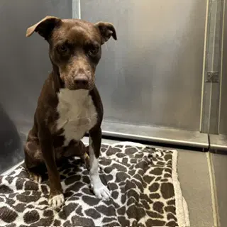 Penny - Pit Bull Terrier