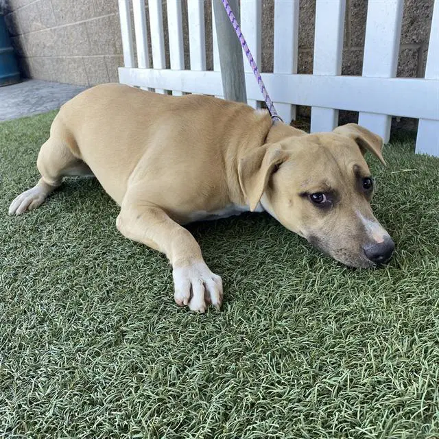Unknown - Pit Bull Terrier