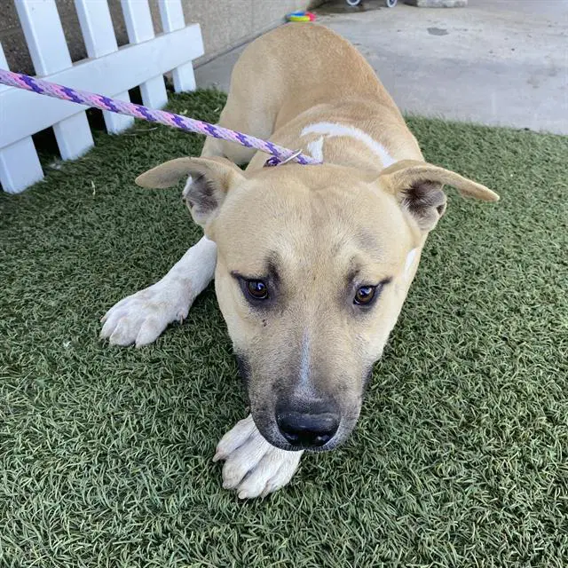Unknown - Pit Bull Terrier