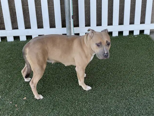 Unknown - Staffordshire Bull Terrier