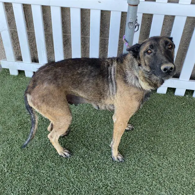 Unknown - Belgian Shepherd Malinois