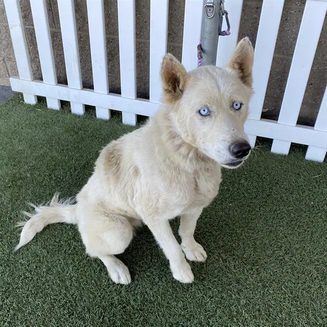 Unknown - Siberian Husky