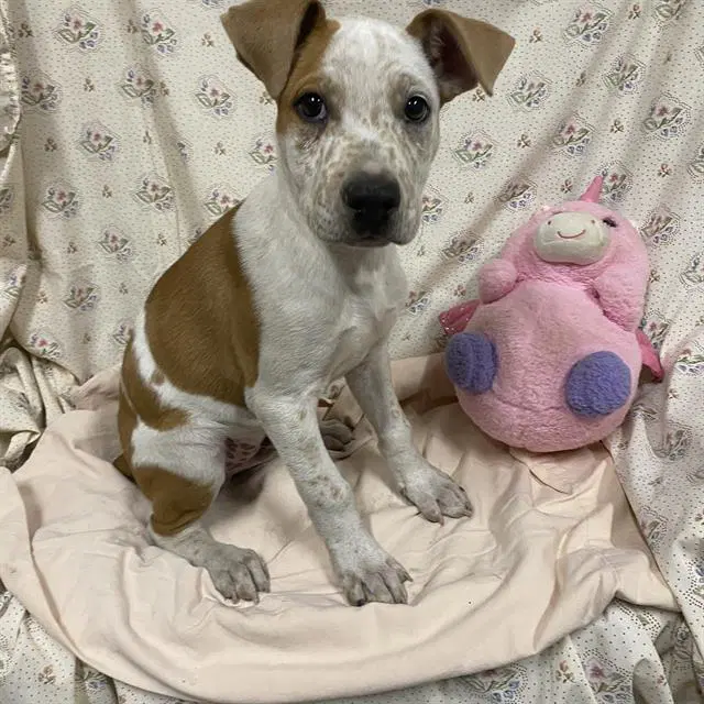 Unknown - Queensland Heeler