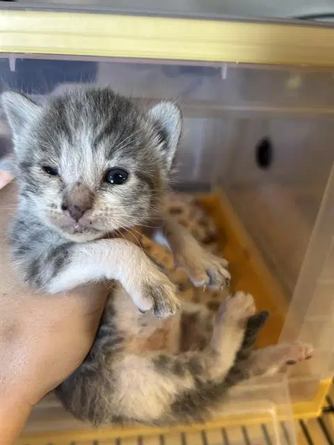 Unknown - Domestic Medium Hair