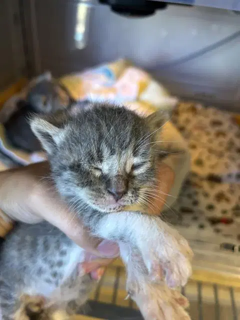 Unknown - Domestic Medium Hair
