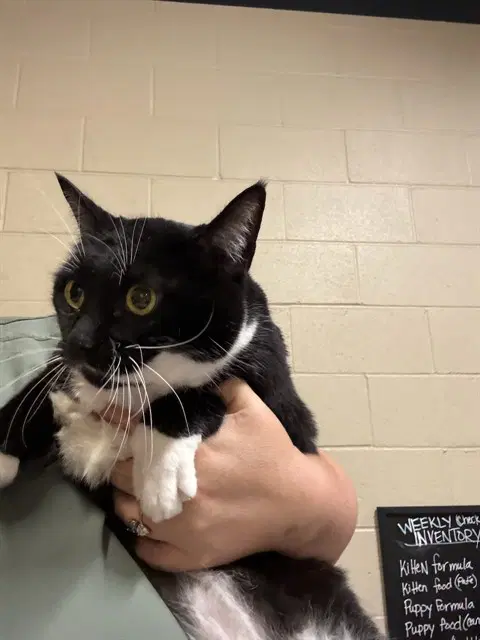 Unknown - Domestic Short Hair