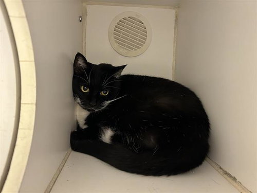 *PEPPER, a cat for adoption from Stanislaus County Animal Services