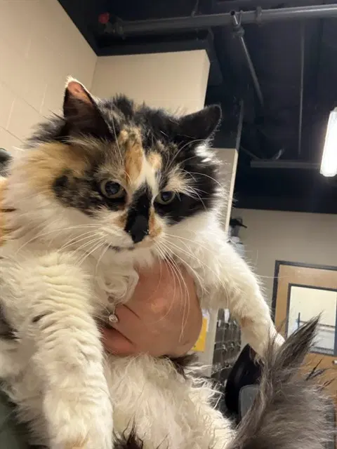Unknown - Domestic Medium Hair