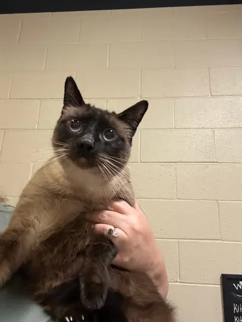Unknown - Domestic Short Hair