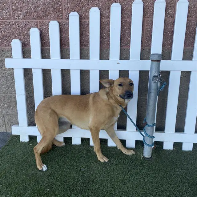 Bia - Belgian Shepherd Malinois