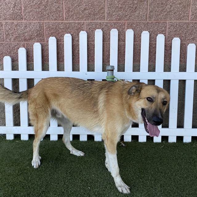 Samson