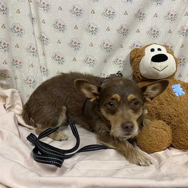 Ellie - Chihuahua
