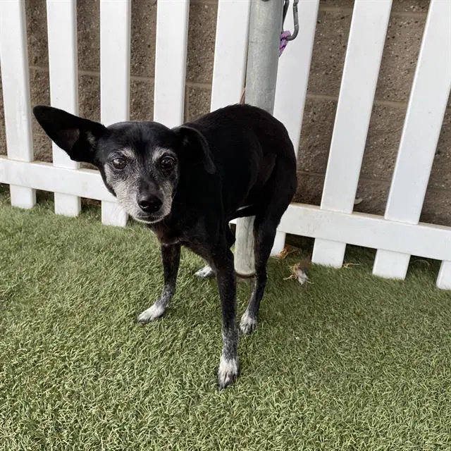 Unknown - Rat Terrier