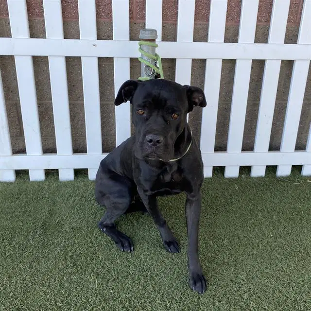 Unknown - Cane Corso Mastiff