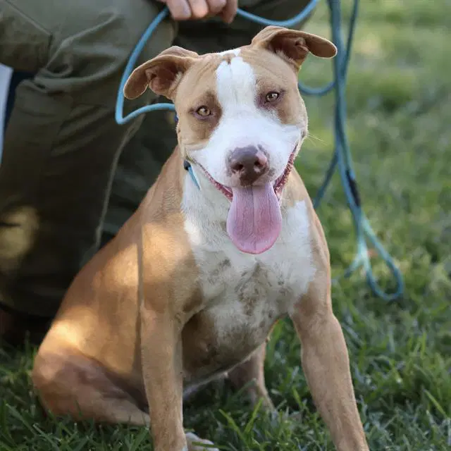 Neisha - Pit Bull Terrier