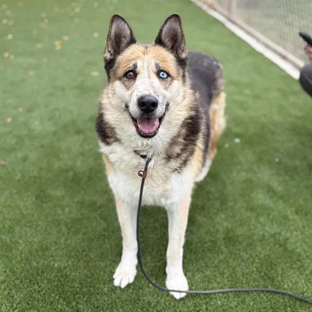 Camila - Siberian Husky