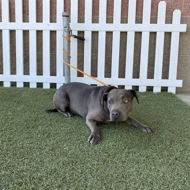 Unknown - Pit Bull Terrier