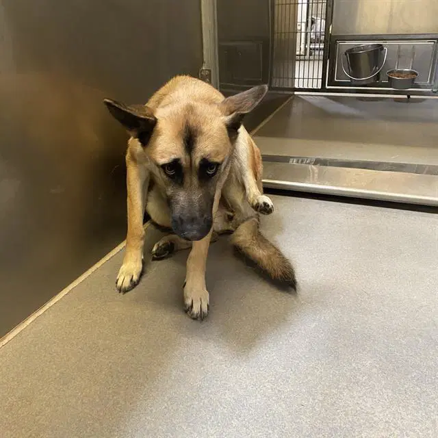 Unknown - German Shepherd Dog