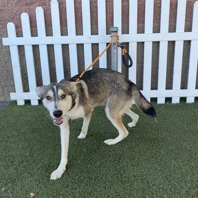 Unknown - Siberian Husky