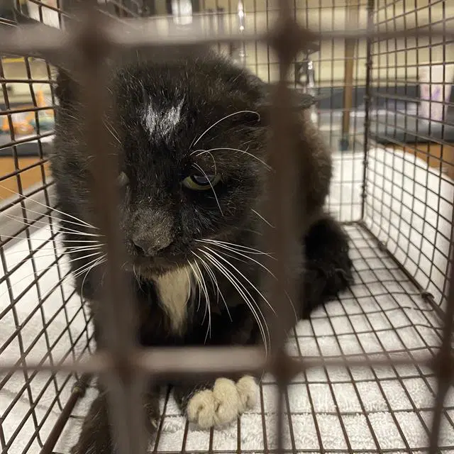 Unknown - Domestic Short Hair