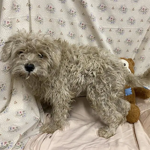 Unknown - Poodle (Miniature)