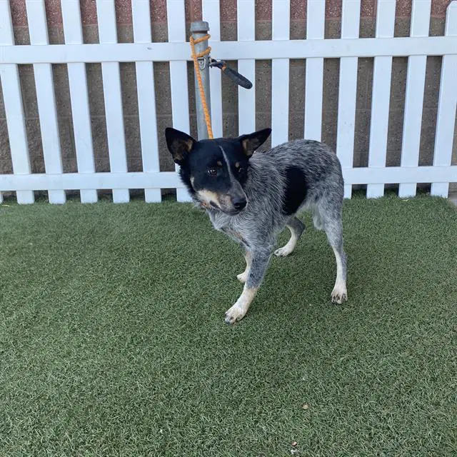 Unknown - Queensland Heeler