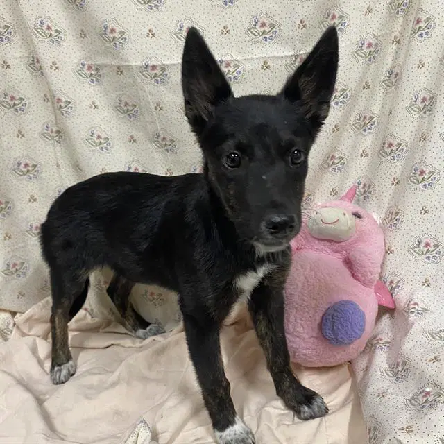 Unknown - Queensland Heeler
