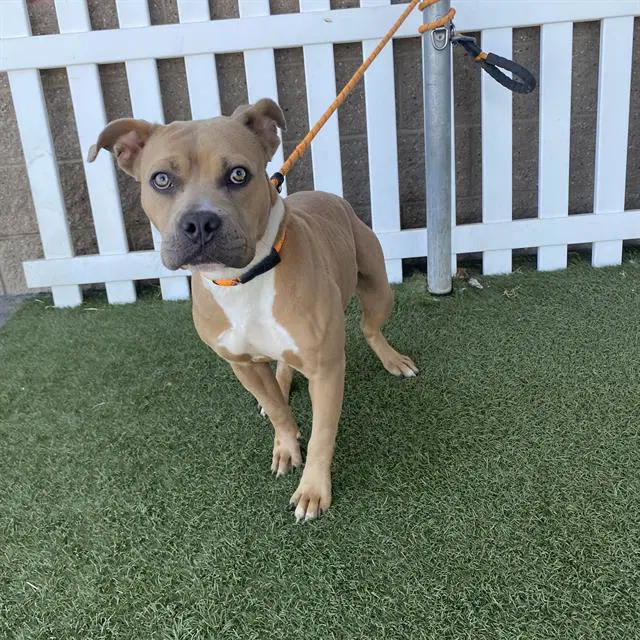 Unknown - Pit Bull Terrier