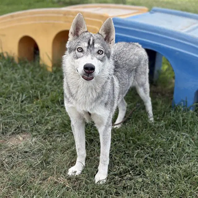 Prissy - Siberian Husky