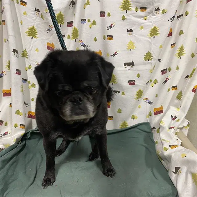 Cristoff - Pug