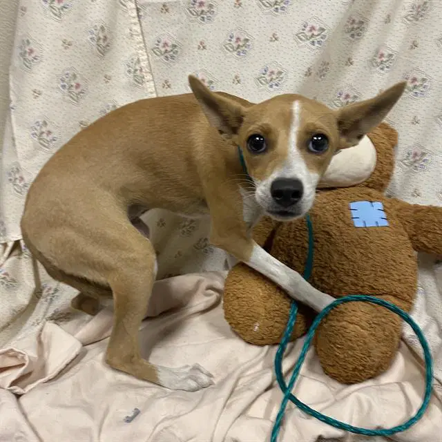 Unknown - Chihuahua