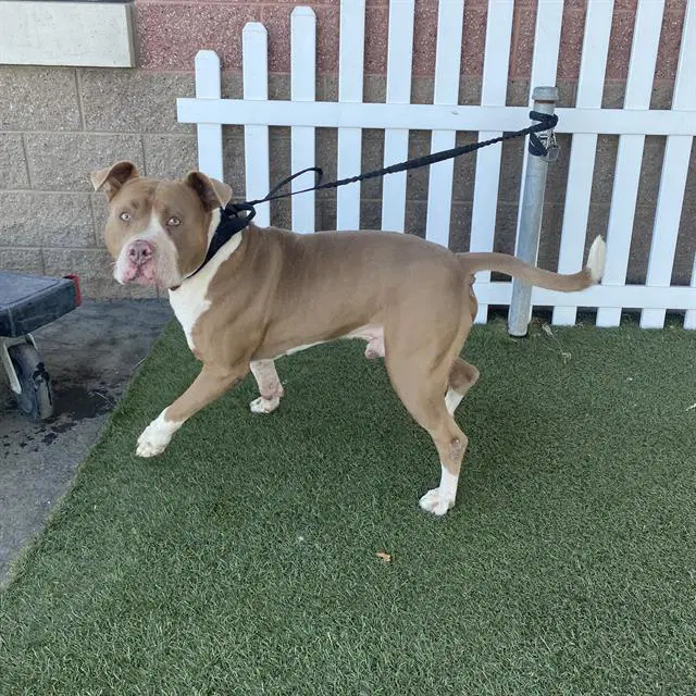 Canelo - Pit Bull Terrier