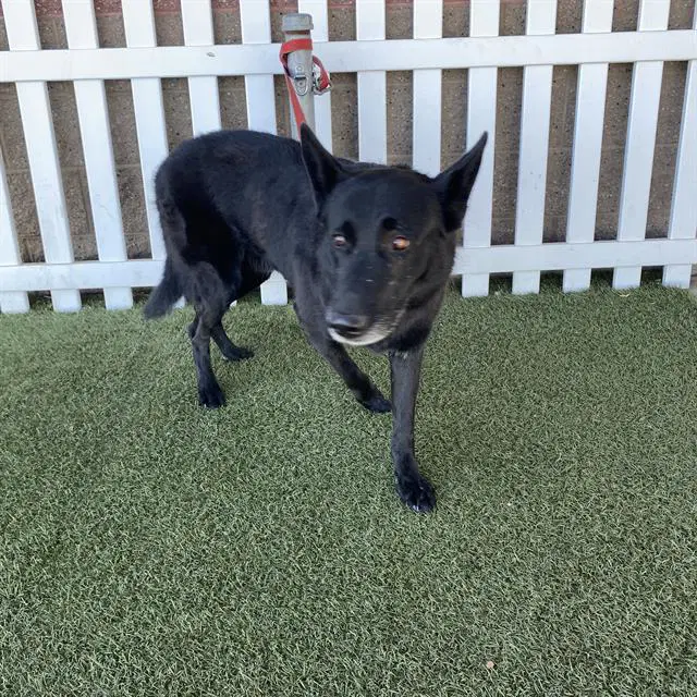 Blacky - German Shepherd Dog