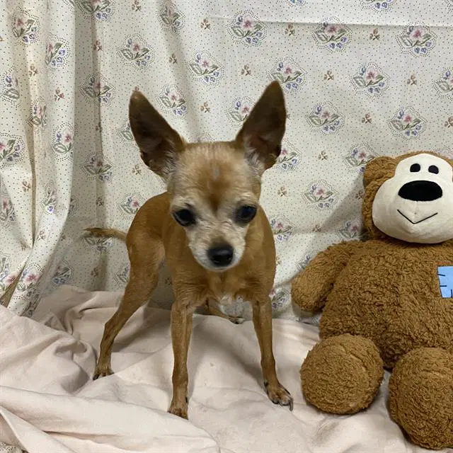 Cuddles - Chihuahua