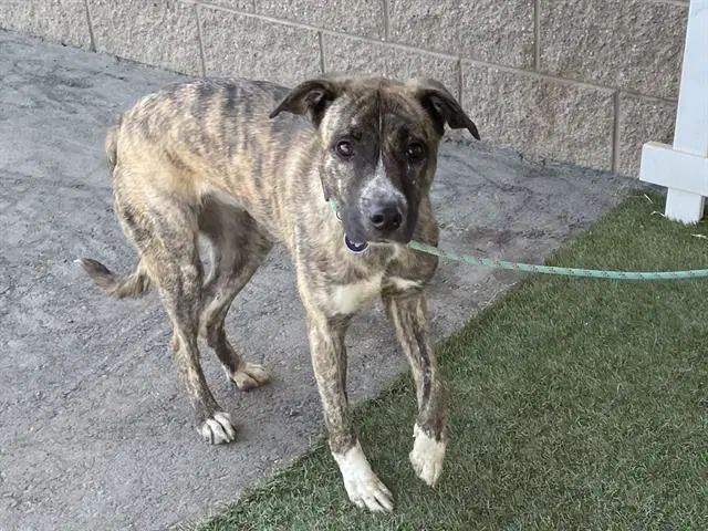 Kydah - Pit Bull Terrier