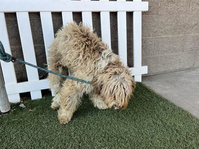 Unknown - Poodle (Miniature)