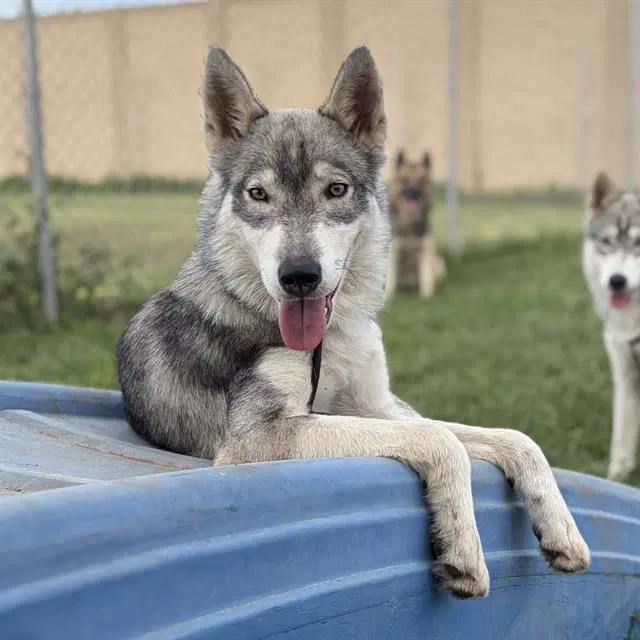 Pontiac - Siberian Husky