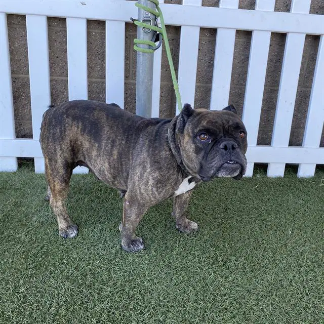 Olive - Staffordshire Bull Terrier